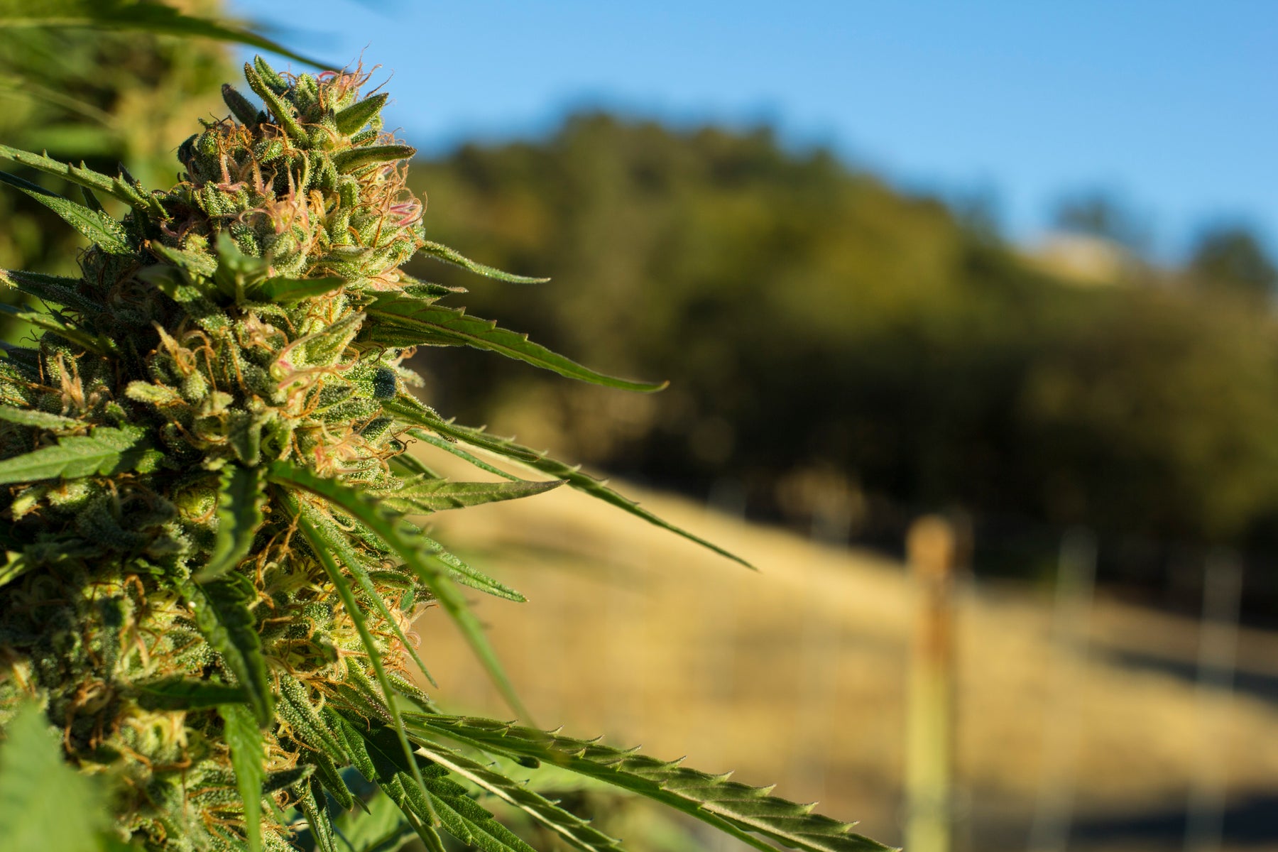 Key Questions when buying Cannabis Oil