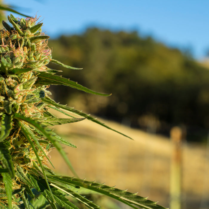 Key Questions when buying Cannabis Oil