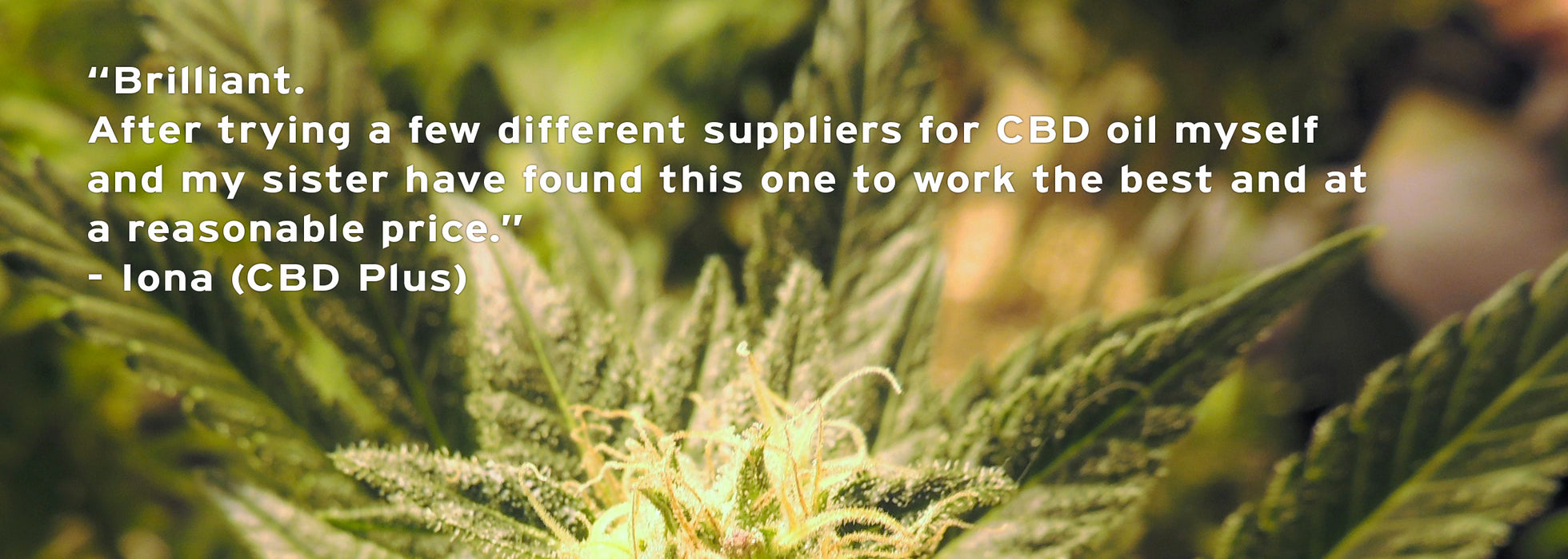 CBD Plus (Water Soluble) - Peach & Moon Organics