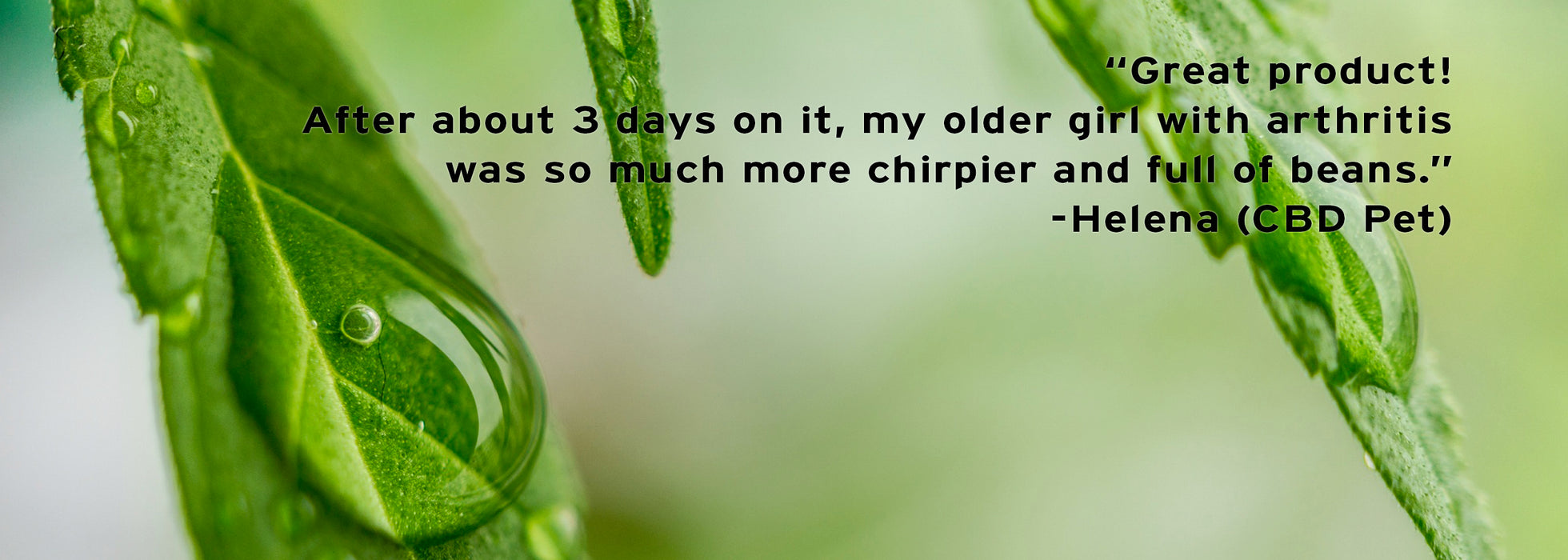 CBD Pet (200mg) - Peach & Moon Organics